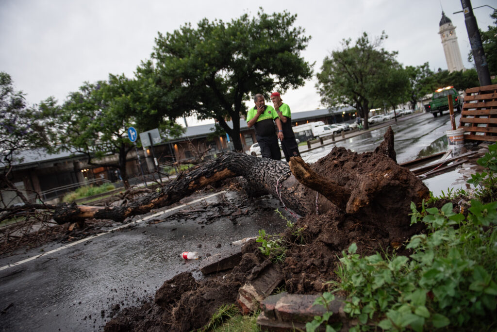 tormenta árbol caído clima