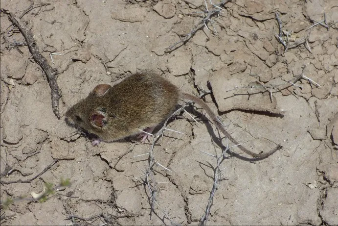 La Fiebre Hemorrágica Argentina, conocida como el "mal de los rastrojos", es una enfermedad causada por el virus Junín