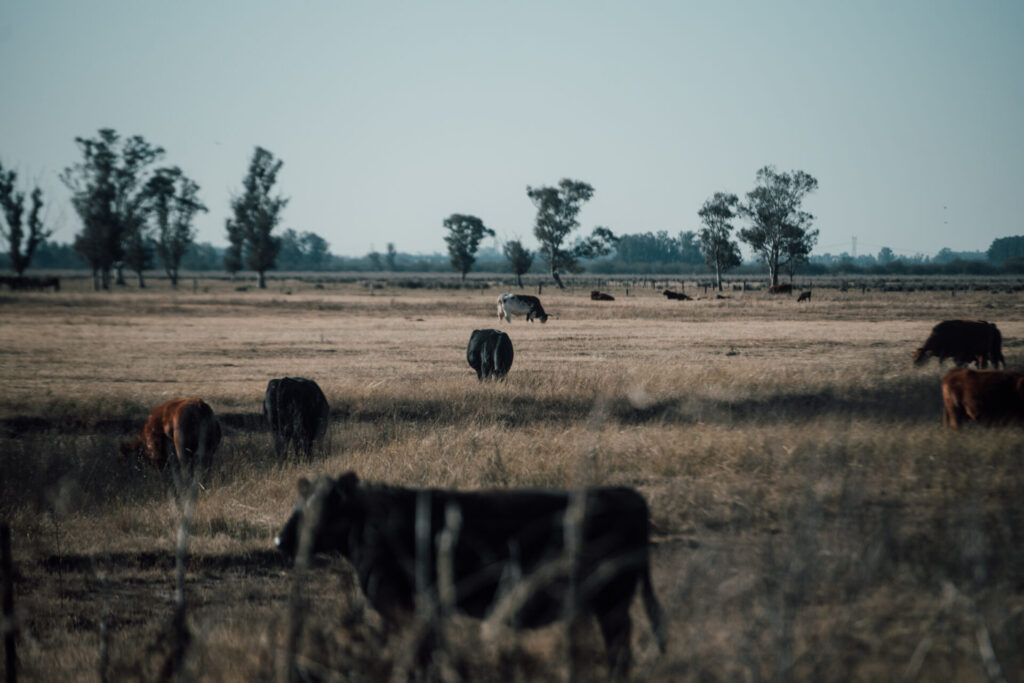 Campo ganado