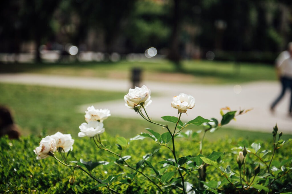 Rosario vivirá días de temperaturas templadas, mañanas apenas frescas y tardes ideales para disfrutar al aire libre.