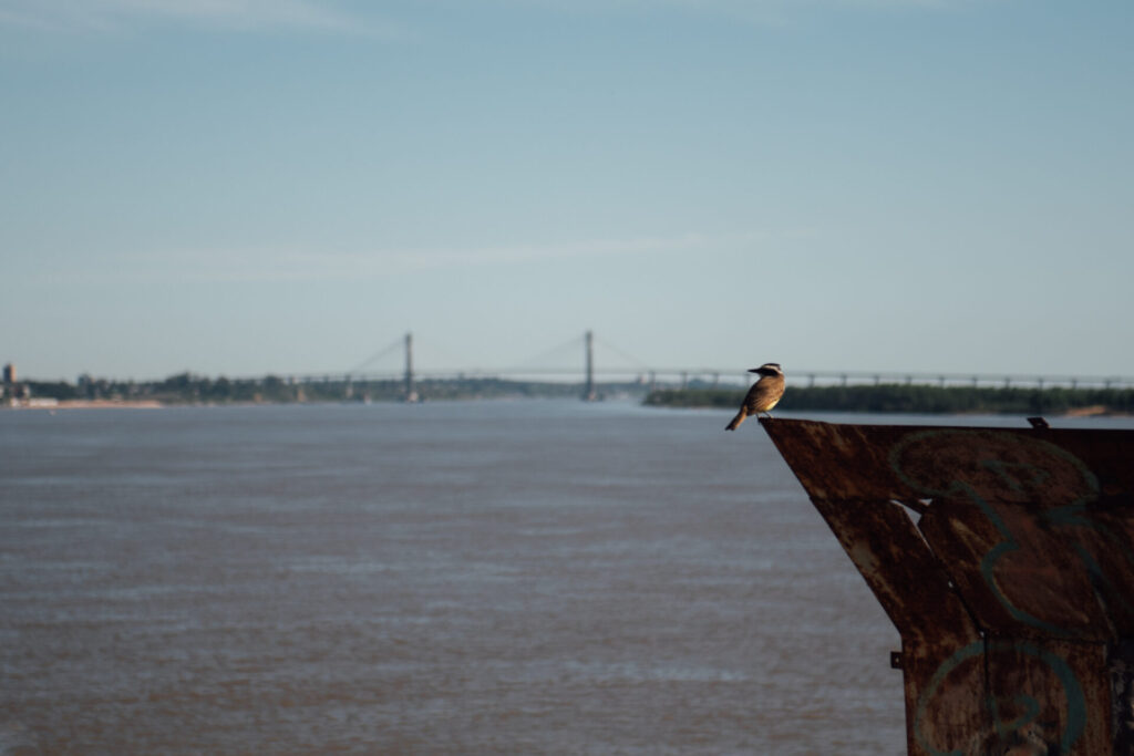 soleado pajaros clima