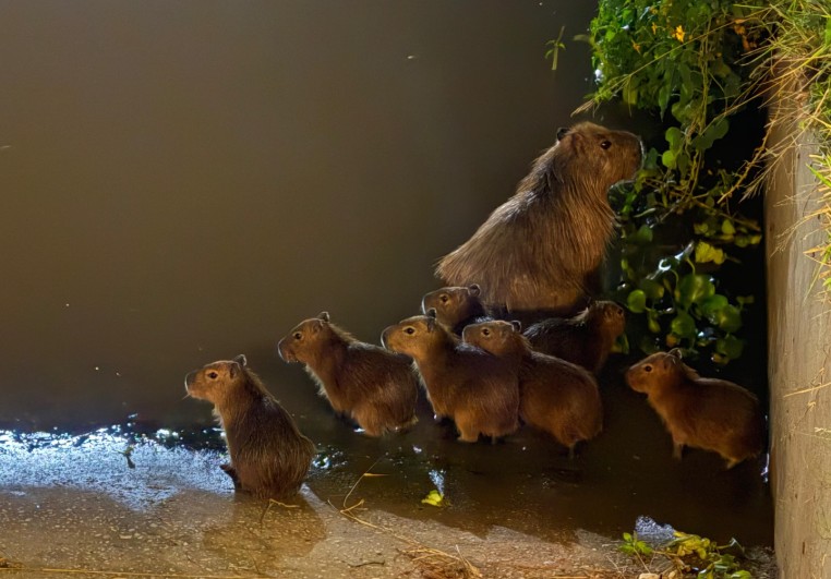 Familia de carpinchos en el Club Regatas.