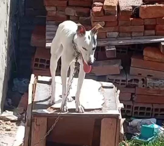"Perrita atada con cadena corta y a la intemperie, rescatada en la zona sudoeste de Rosario por maltrato animal."