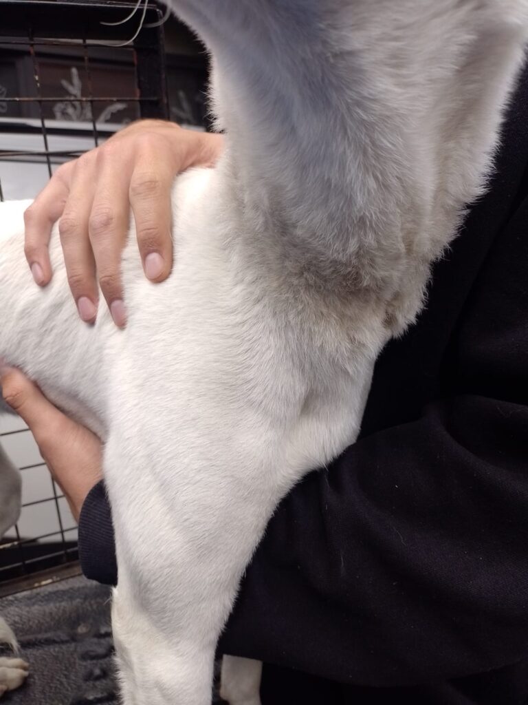 "Perrita rescatada del maltrato en Rosario, lista para adopción responsable a cargo de Animalistas de Rosario."